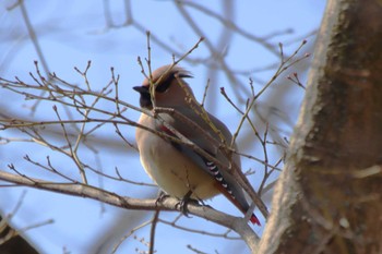 Japanese Waxwing 京都府立植物園 Tue, 3/14/2023