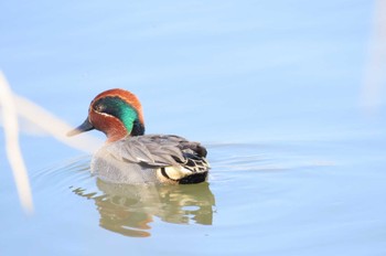 コガモ 余呉湖 2023年3月12日(日)