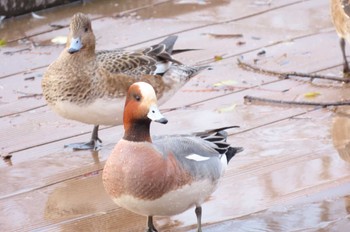 Eurasian Wigeon 三島池(滋賀県米原市) Sun, 3/12/2023