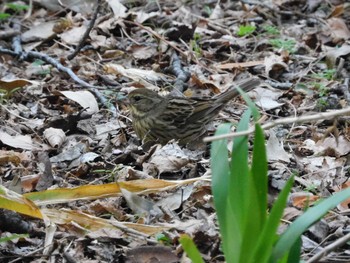 Wed, 3/15/2023 Birding report at Shinjuku Gyoen National Garden