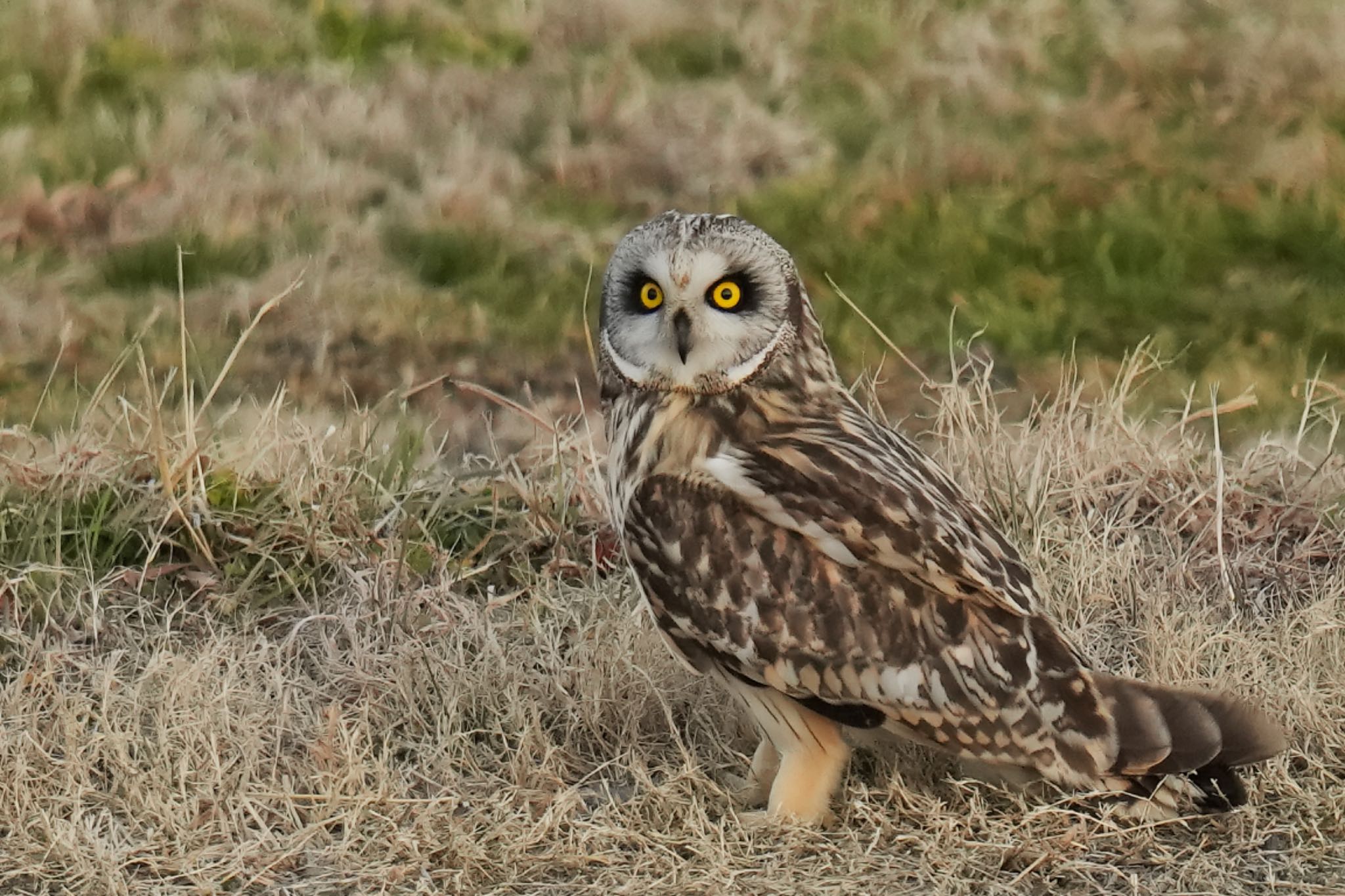 Photo of Short-eared Owl at 江戸川(三郷) by アポちん