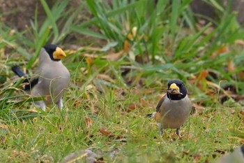 Chinese Grosbeak 狭山市 Mon, 3/6/2023