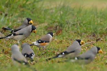 Chinese Grosbeak 狭山市 Mon, 3/6/2023