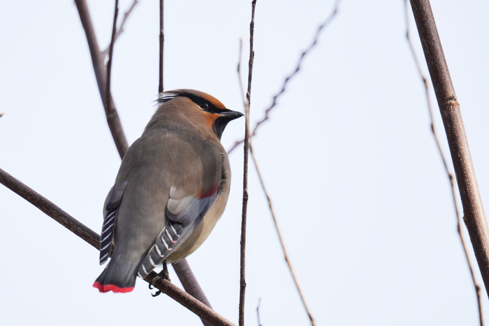 Photo of Japanese Waxwing at 大室公園 by アポちん