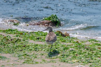 Bar-tailed Godwit 魚住海岸 Fri, 5/4/2018