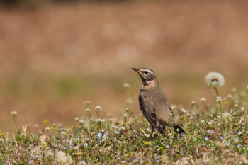 Naumann's Thrush 大室公園 Sat, 3/11/2023