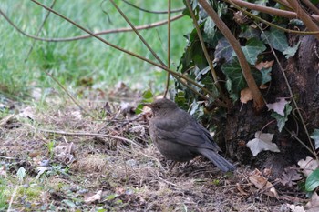 Chinese Blackbird Venusberg Wed, 3/15/2023