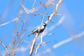 Japanese Tit 青森県十和田市 Wed, 3/15/2023