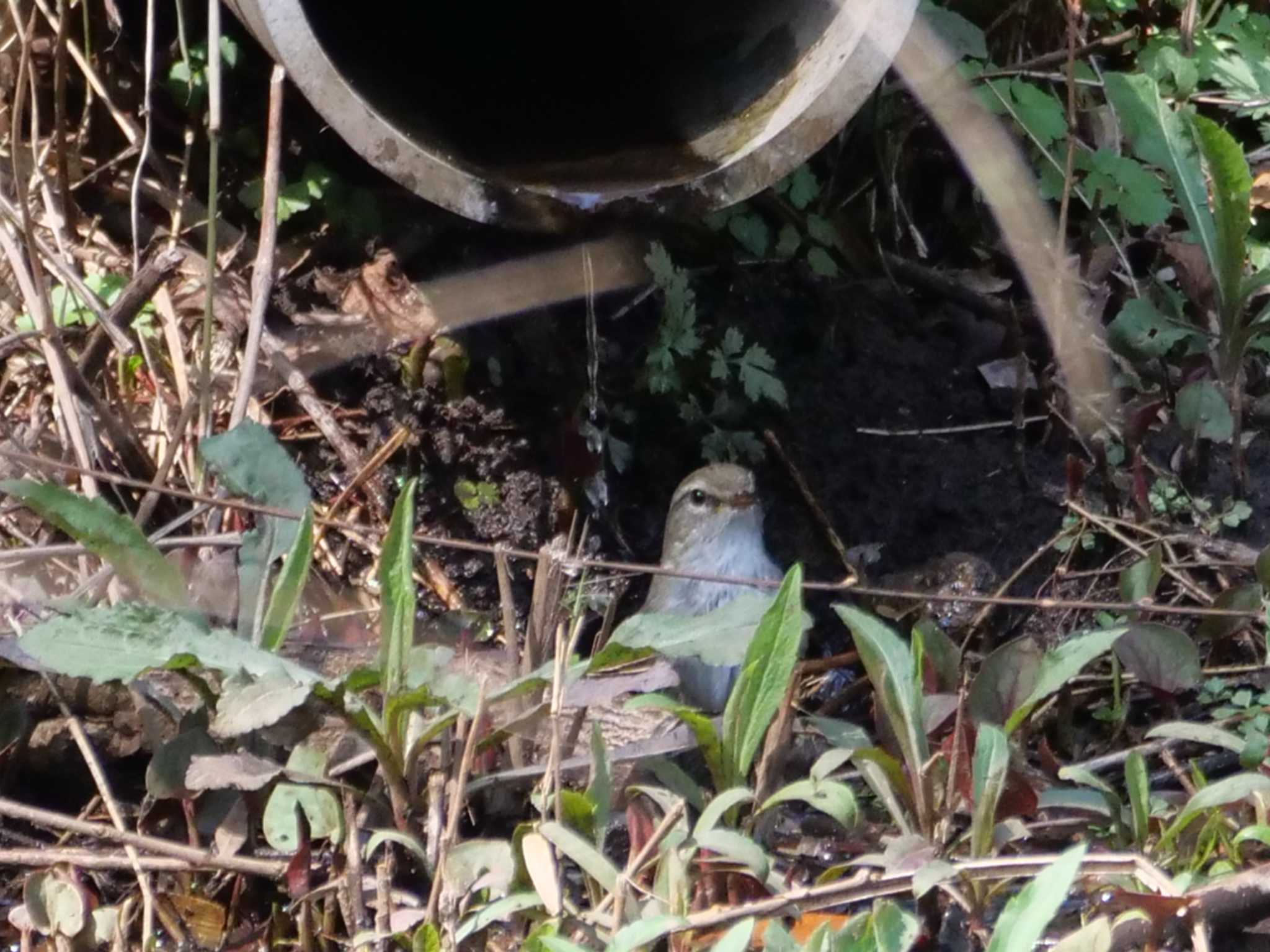 ウグイス2態。　公園内の歩道脇の下、池への給水管・・ by little birds