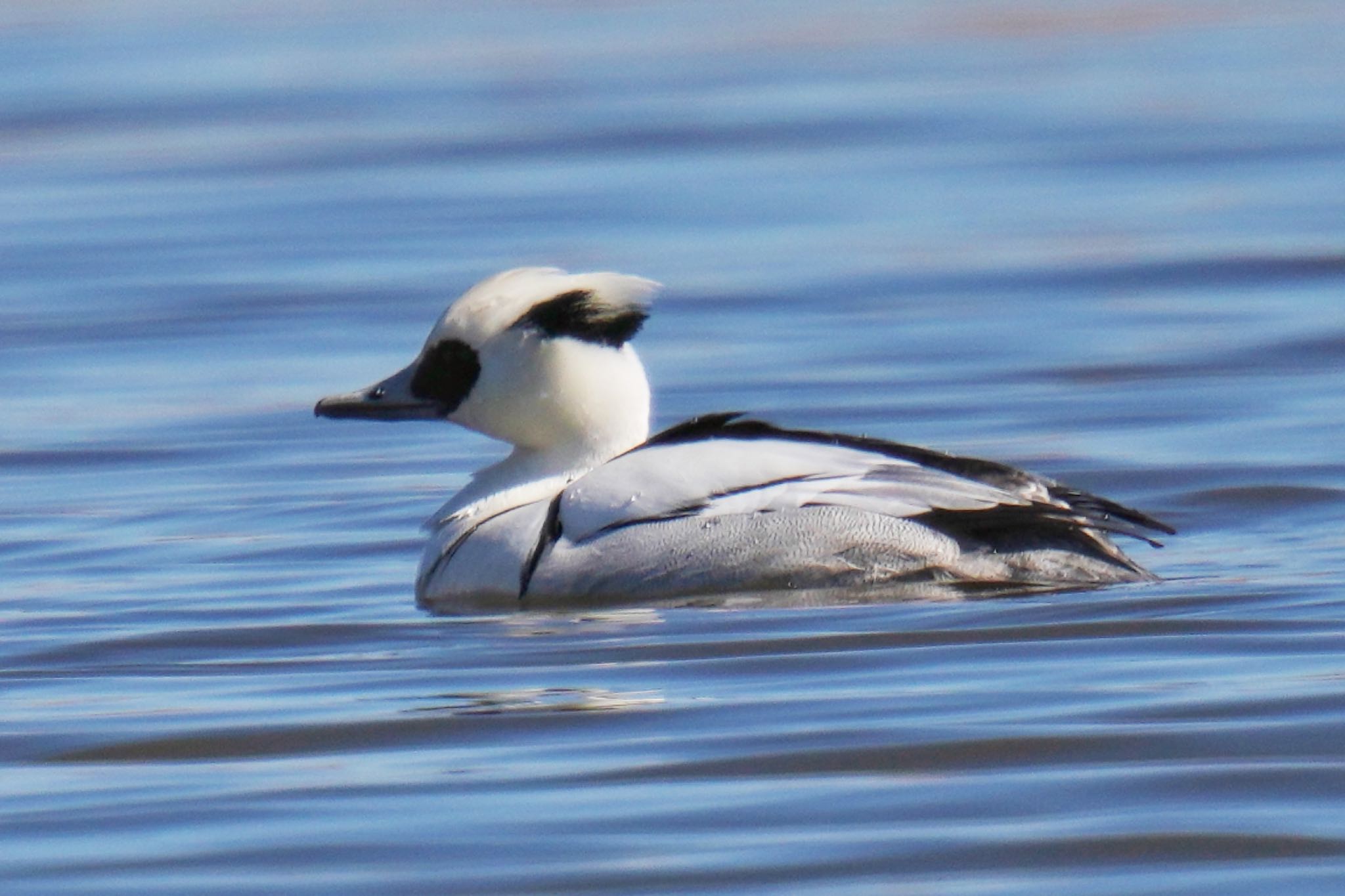 Smew