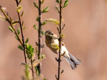 Common Reed Bunting 入間川 Wed, 3/15/2023