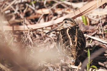 Common Snipe Shin-yokohama Park Sun, 2/26/2023