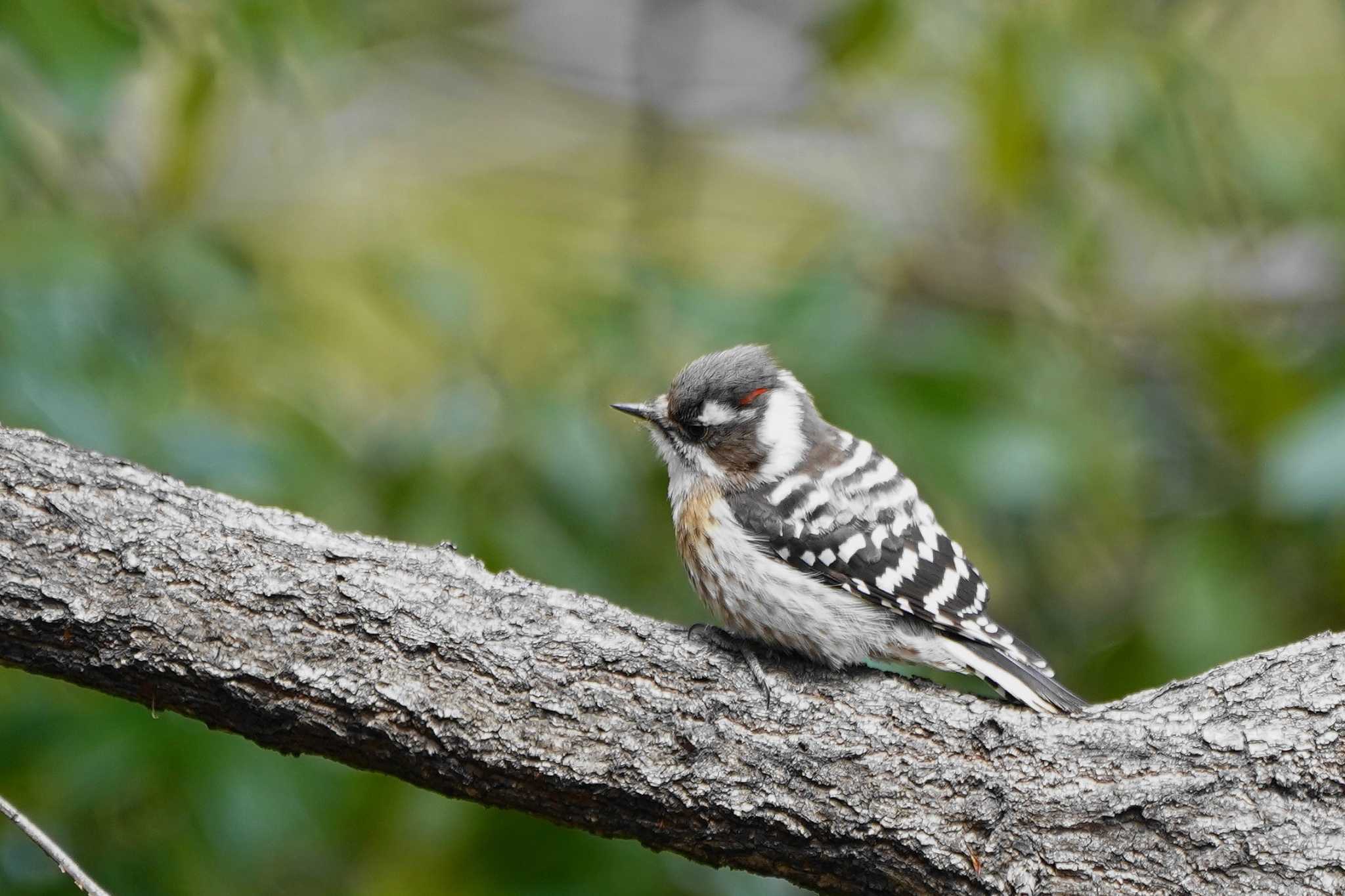 Photo of Japanese Pygmy Woodpecker at Showa Kinen Park by アカウント4133