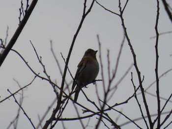 Eurasian Chaffinch 円通寺公園 Thu, 3/16/2023