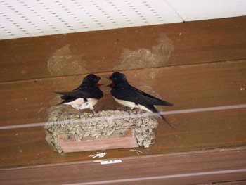 2018年4月28日(土) 大柏川第一調整池の野鳥観察記録