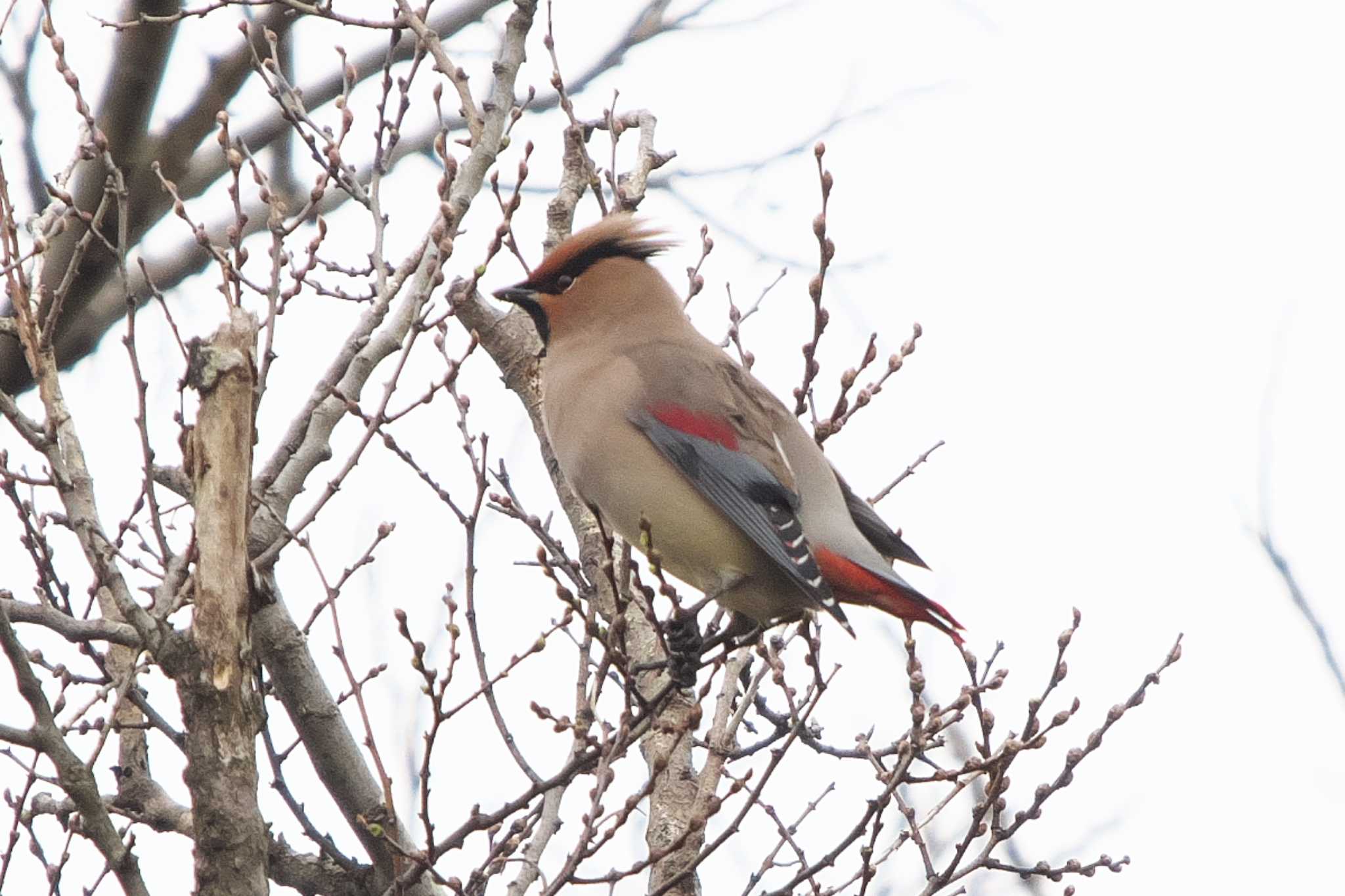 Photo of Japanese Waxwing at 横浜市立金沢自然公園 by Y. Watanabe