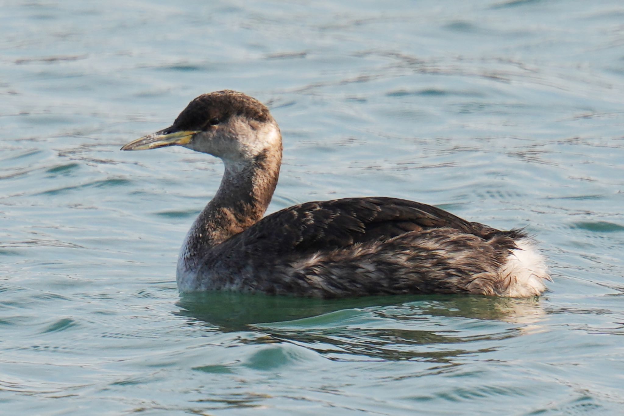 Red-necked Grebe