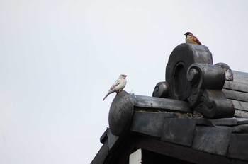 スズメ 東京都大田区内 2011年10月8日(土)