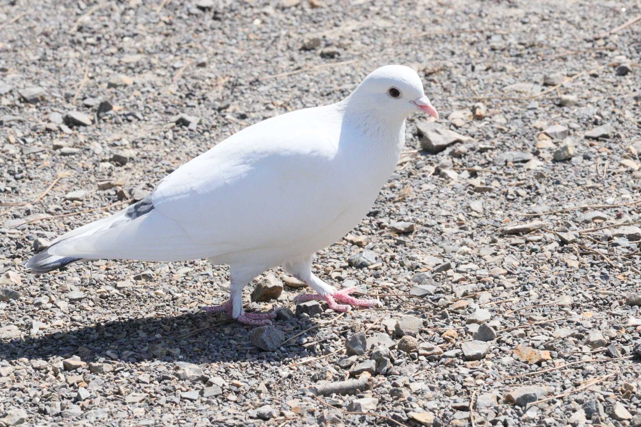 カワラバト