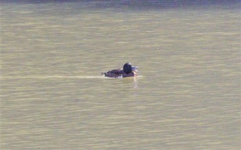 アカハジロ 名城公園 2023年3月15日(水)