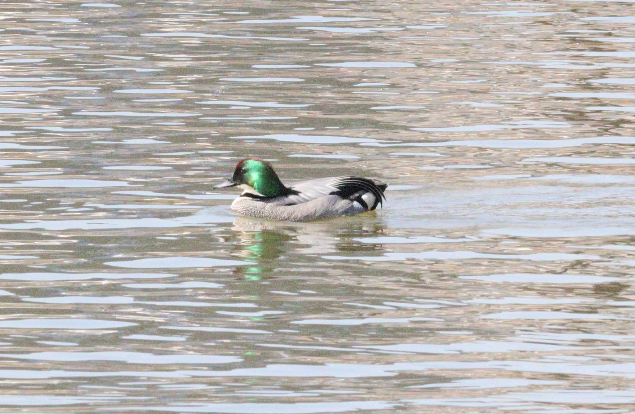 Falcated Duck