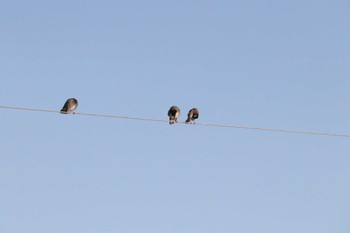 Wed, 3/15/2023 Birding report at Nabeta Reclaimed land