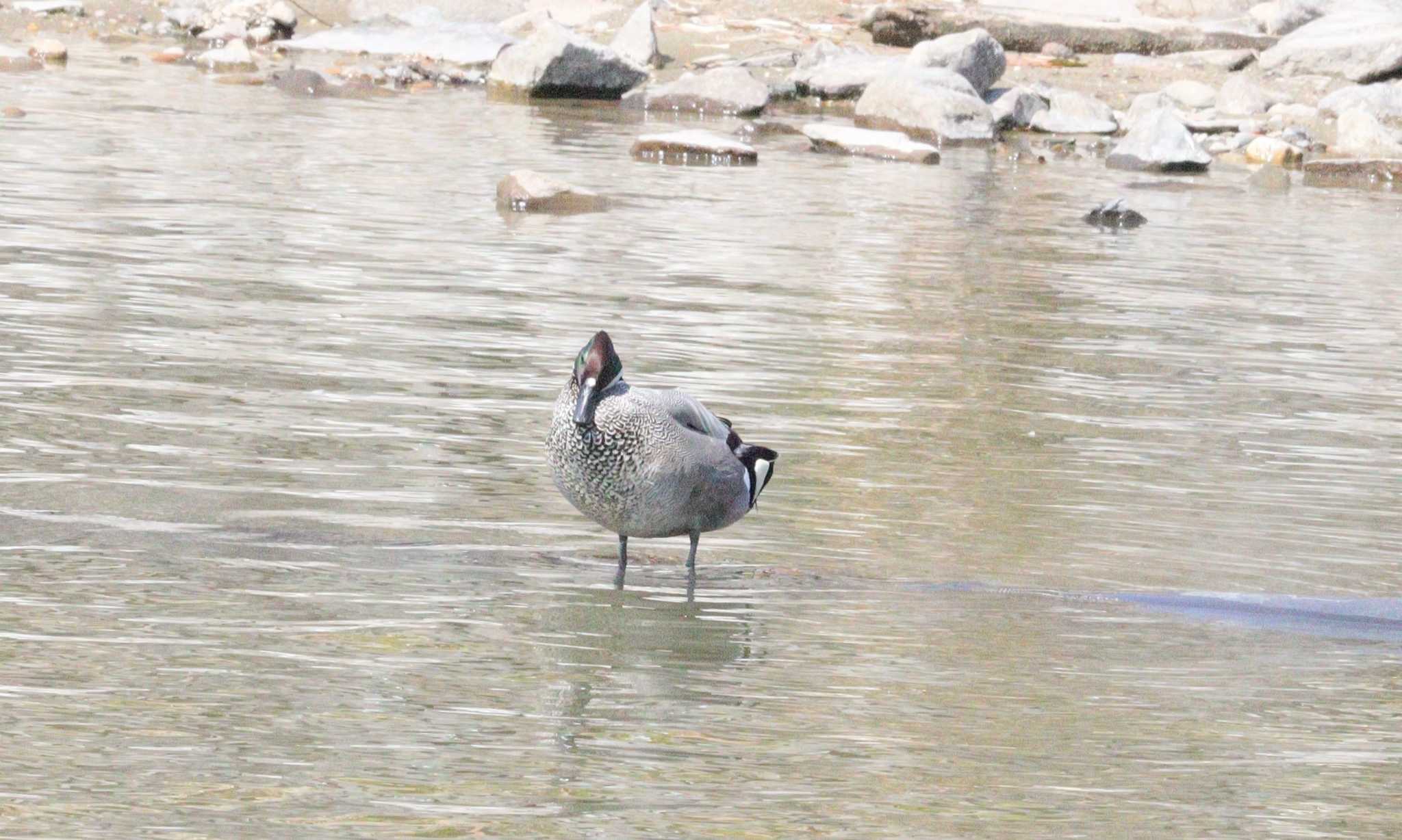 Falcated Duck