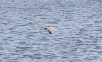 2023年3月15日(水) 藤前干潟の野鳥観察記録