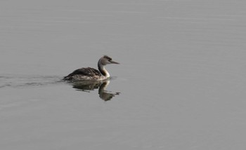 Great Crested Grebe 倉敷川 Thu, 3/16/2023