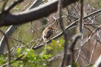 Bull-headed Shrike 倉敷市藤戸町 Thu, 3/16/2023