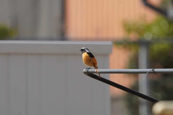 Daurian Redstart 倉敷市藤戸町 Thu, 3/16/2023