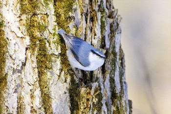 2023年3月9日(木) 鳥沼公園の野鳥観察記録