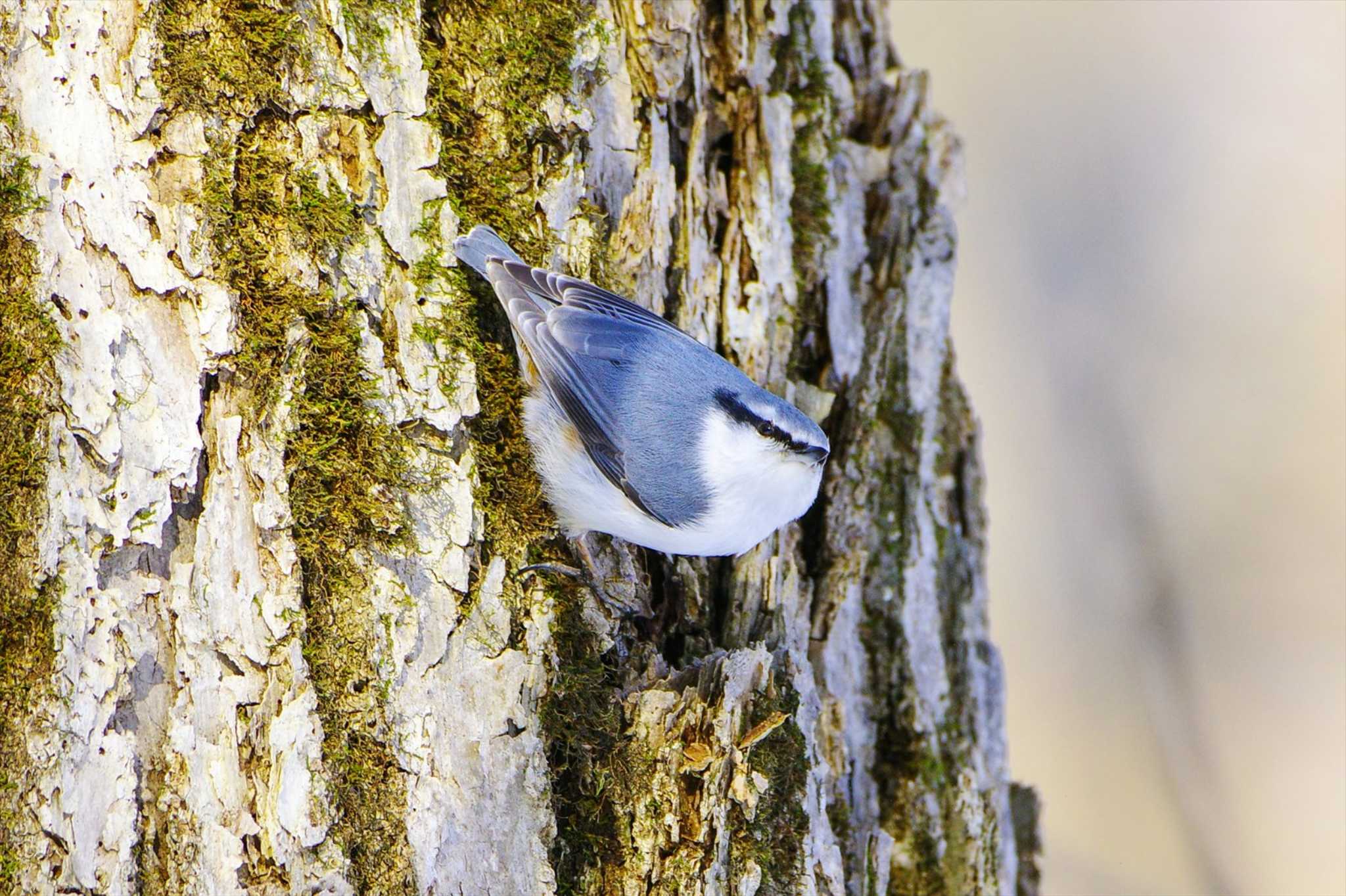 Eurasian Nuthatch(asiatica)