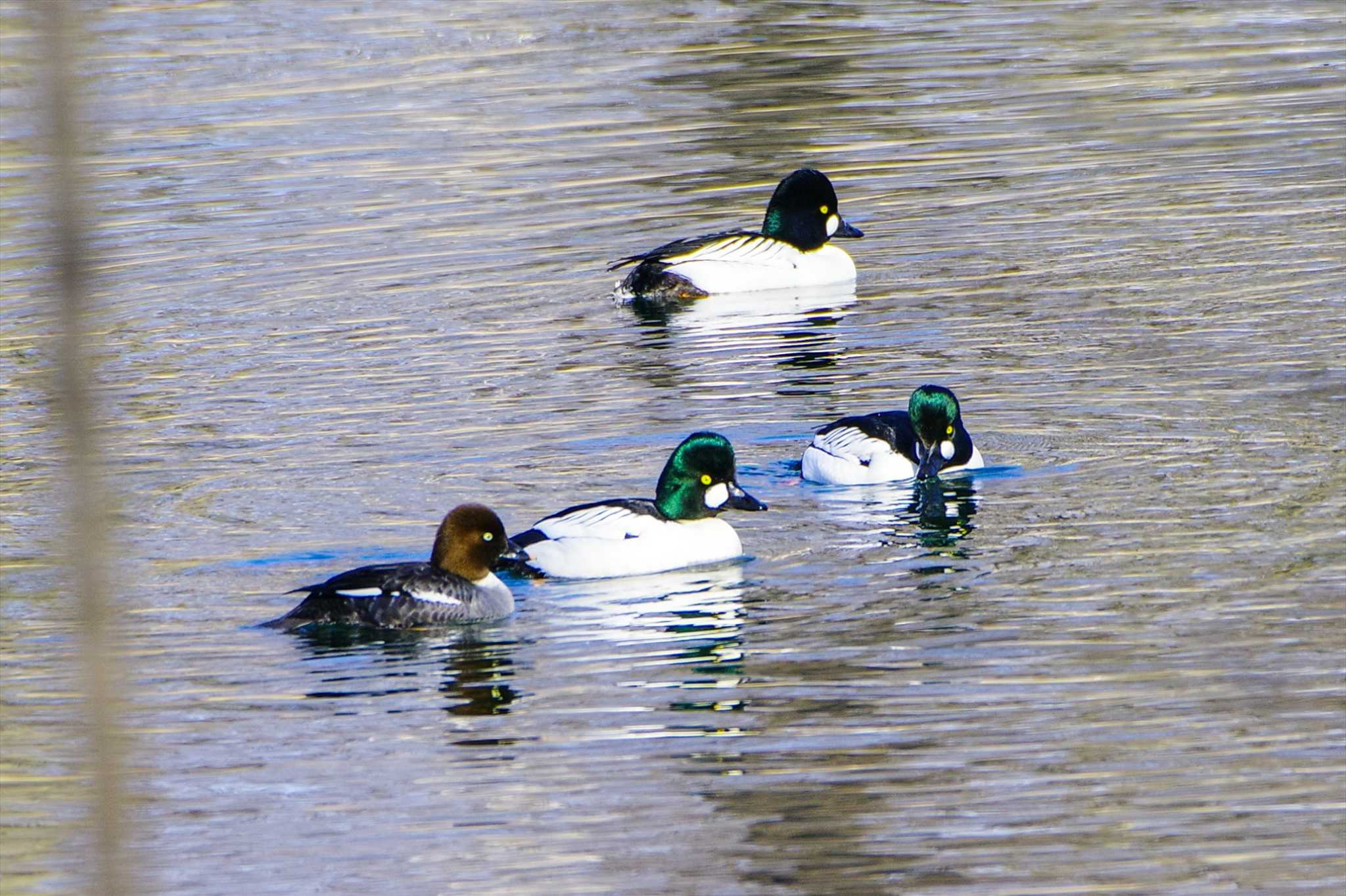 鳥沼公園 ホオジロガモの写真 by BW11558