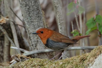 Japanese Robin 栃木県 Tue, 5/1/2018