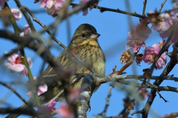 アオジ 滋賀県甲賀市甲南町創造の森 2023年3月16日(木)