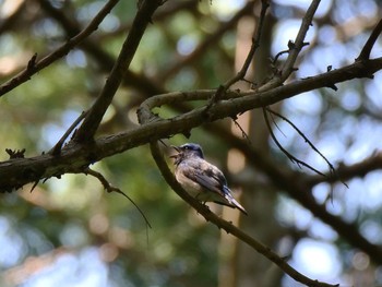 Blue-and-white Flycatcher Moritogawa Sat, 5/5/2018