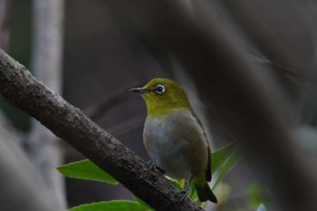 メジロ 長浜公園 2023年3月16日(木)