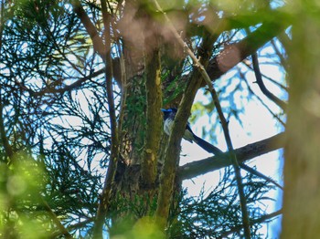 Black Paradise Flycatcher Moritogawa Sat, 5/5/2018