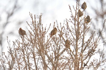 2023年3月16日(木) 長浜公園の野鳥観察記録