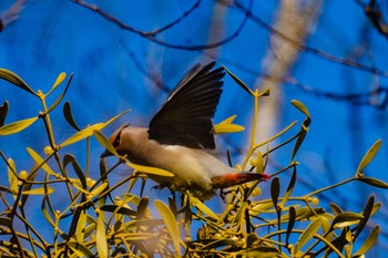 Japanese Waxwing 秋ヶ瀬秋ヶ瀬 Tue, 2/28/2023