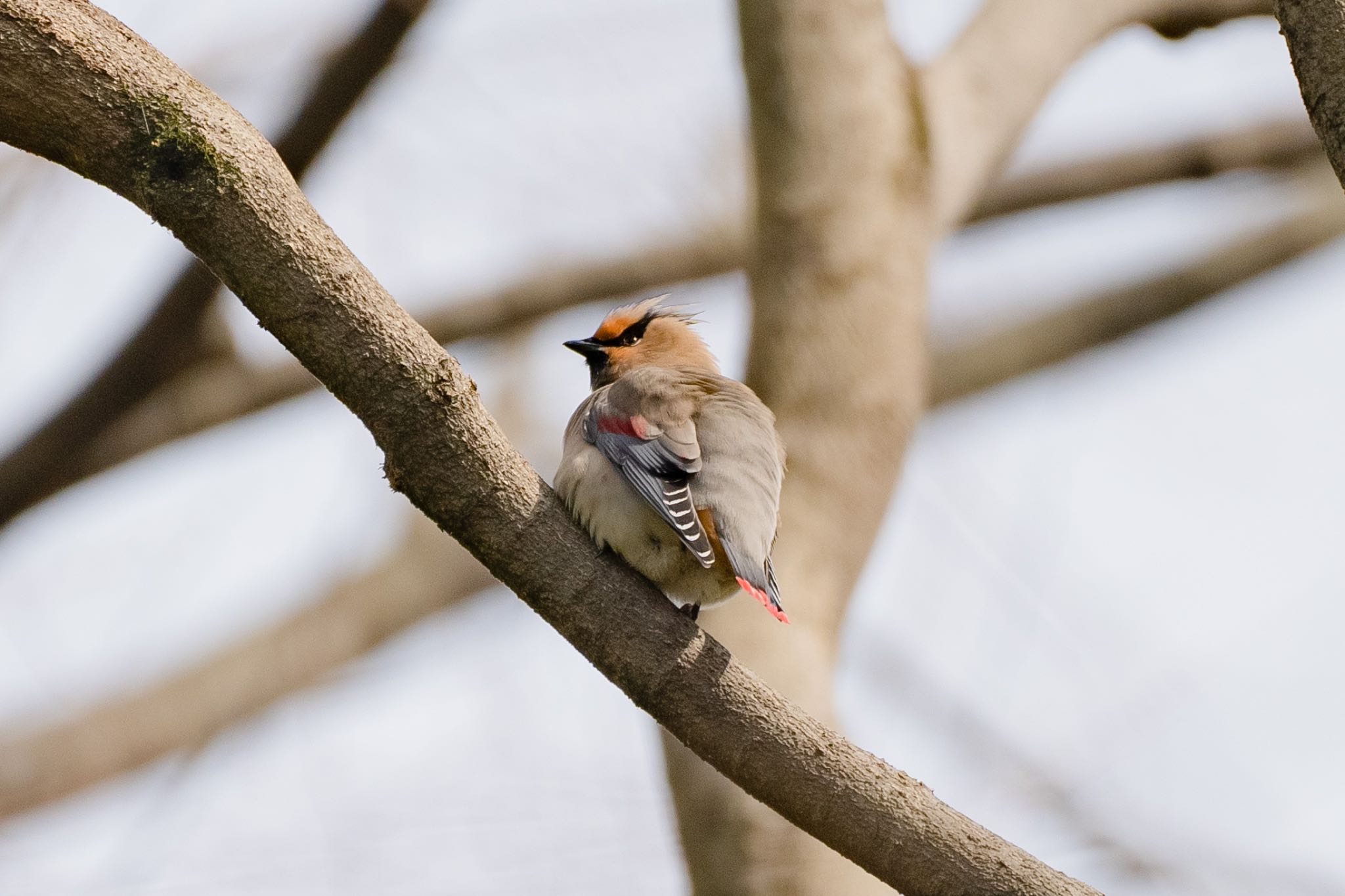 Photo of Japanese Waxwing at Akigase Park by しょうへいくん