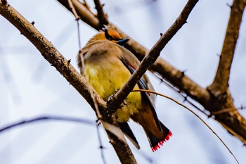 Japanese Waxwing Akigase Park Sun, 3/12/2023