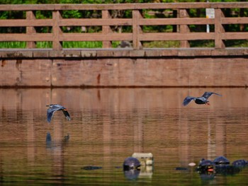 2018年4月25日(水) 都立浮間公園の野鳥観察記録