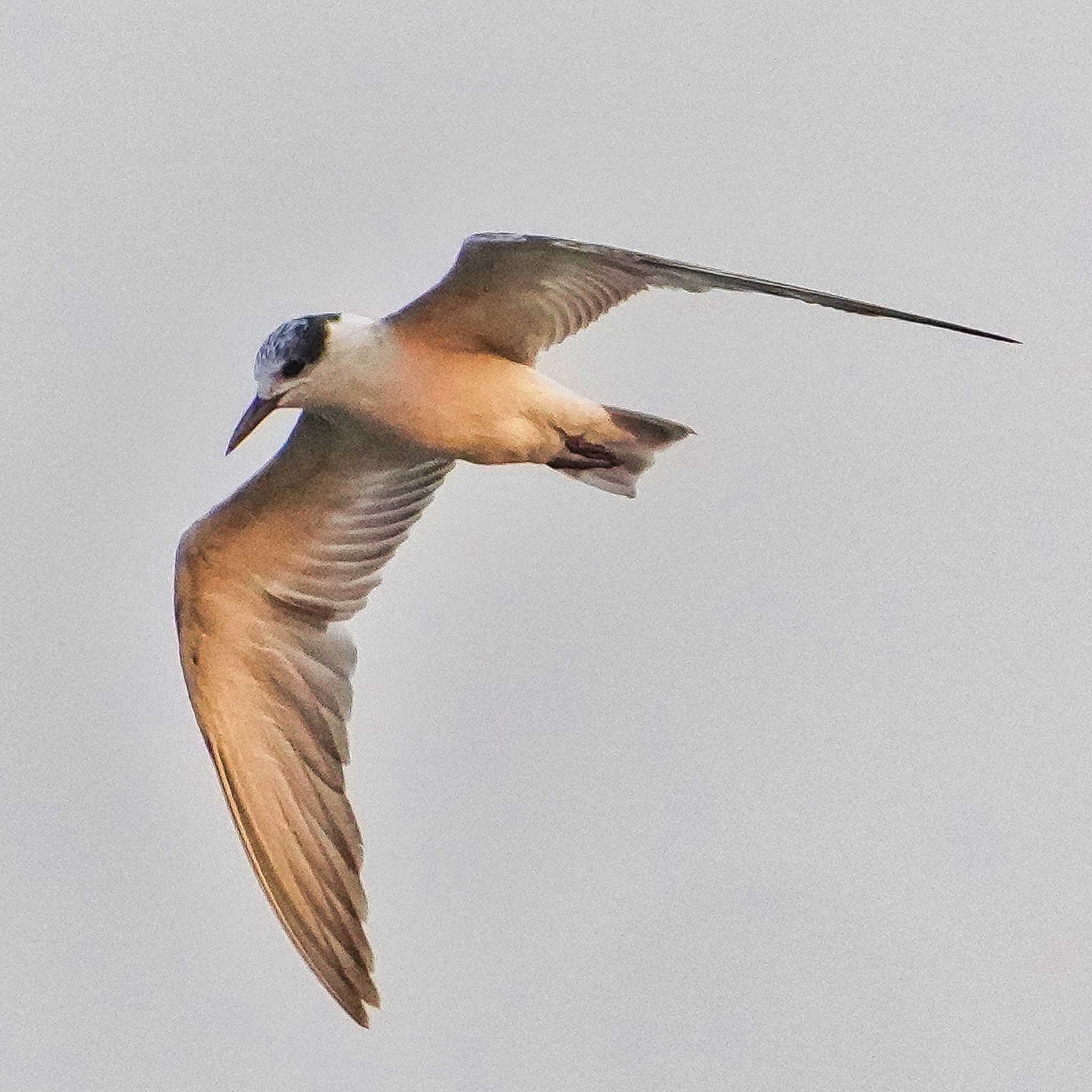 Whiskered Tern