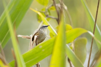 Hill Prinia Doi Sanju Tue, 2/21/2023