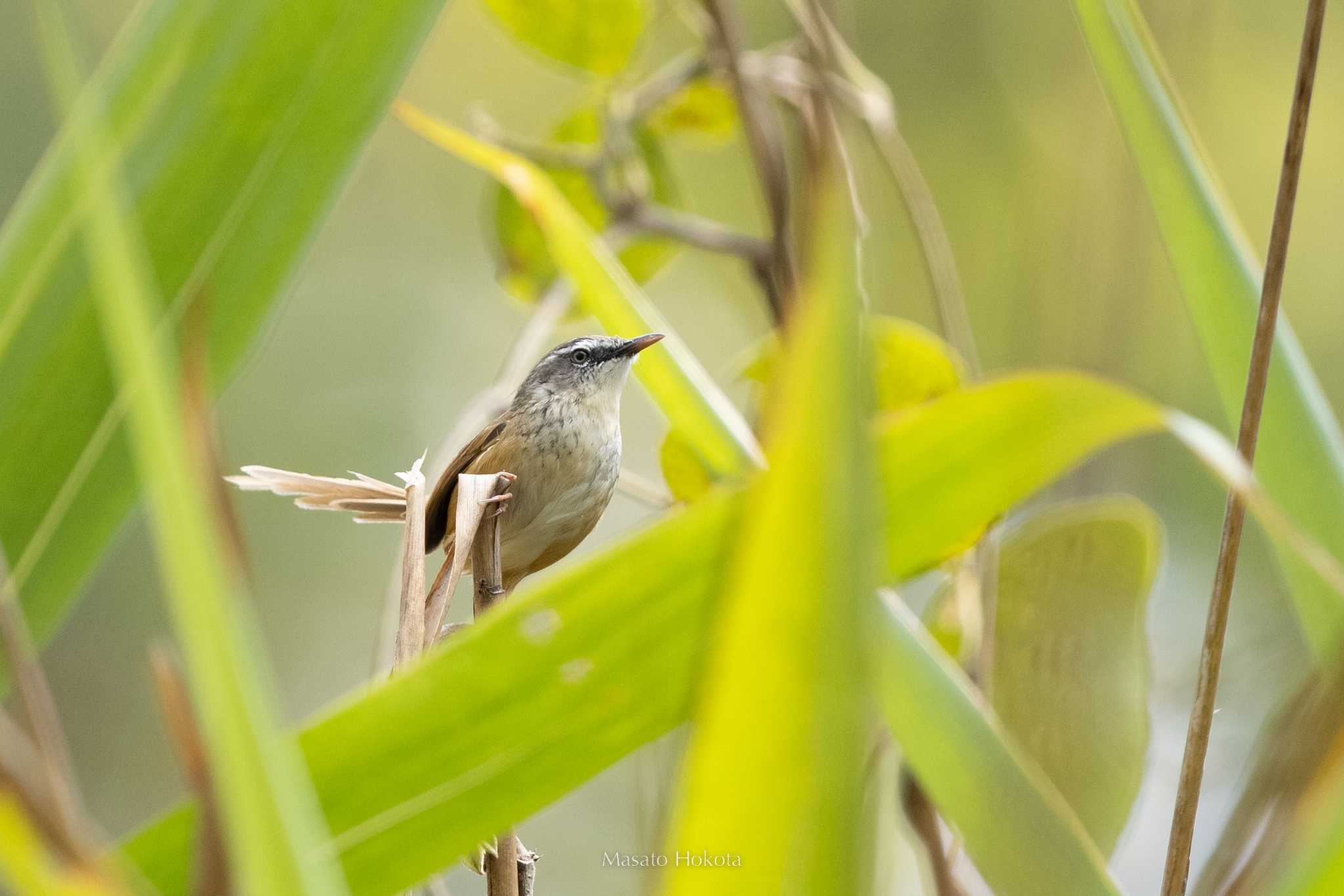 Doi Sanju マユハウチワドリの写真 by Trio