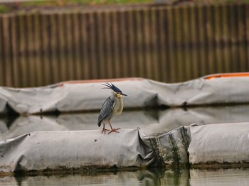 ササゴイ 都立浮間公園 2018年4月25日(水)