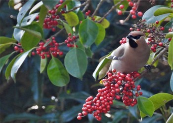 Bohemian Waxwing 木場公園(江東区) Thu, 3/16/2023