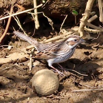 Little Bunting 埼玉県 Thu, 3/16/2023